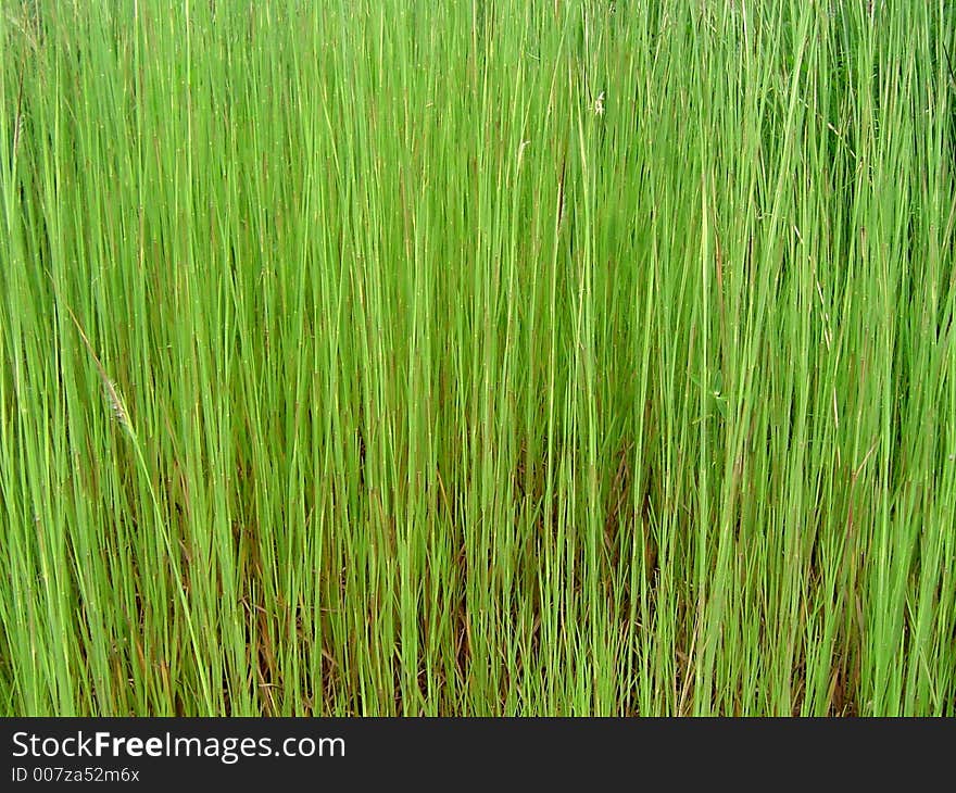 A green vertical striped background of fine grass. A green vertical striped background of fine grass