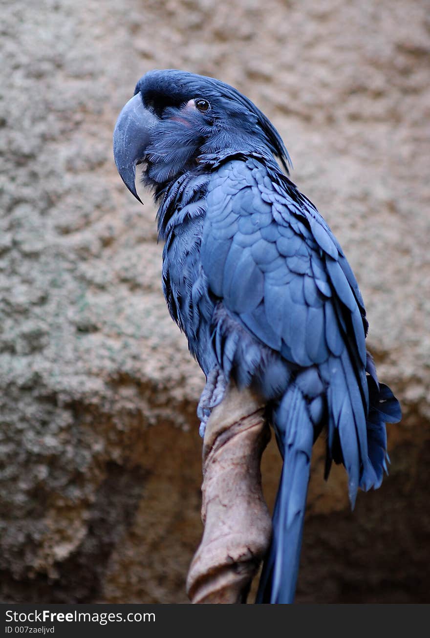 Big blue parrot sitting on the branch