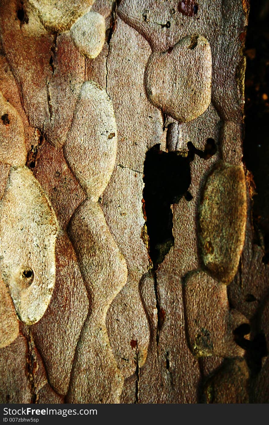 Inside of tree bark showing texture and pattern