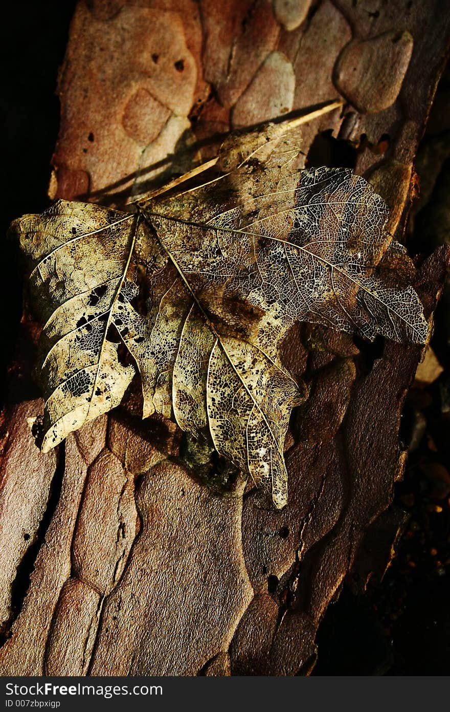 Skeletal leaf  on bark piece. Skeletal leaf  on bark piece