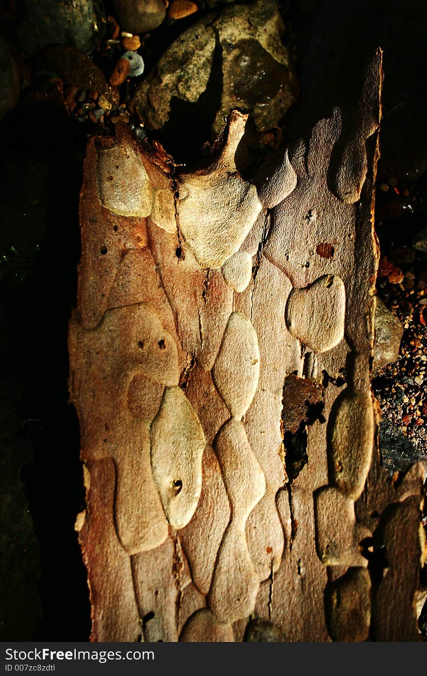 Piece of bark on stones