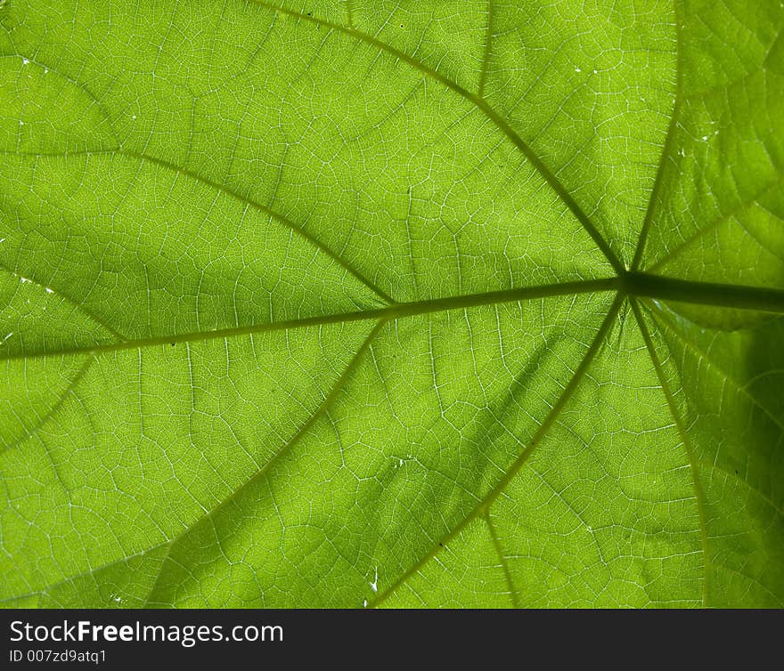 A close up of the details of the underside of a large leaf. A close up of the details of the underside of a large leaf.