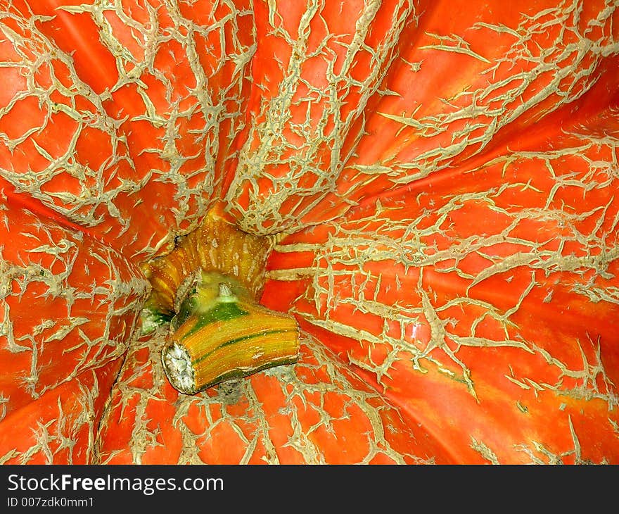 Giant Pumpkin