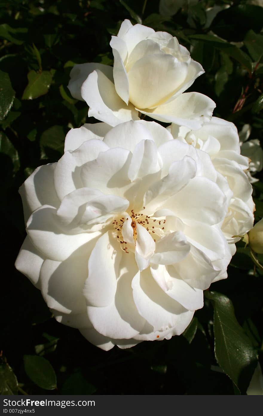 Two white rose flowers in bloom. Two white rose flowers in bloom