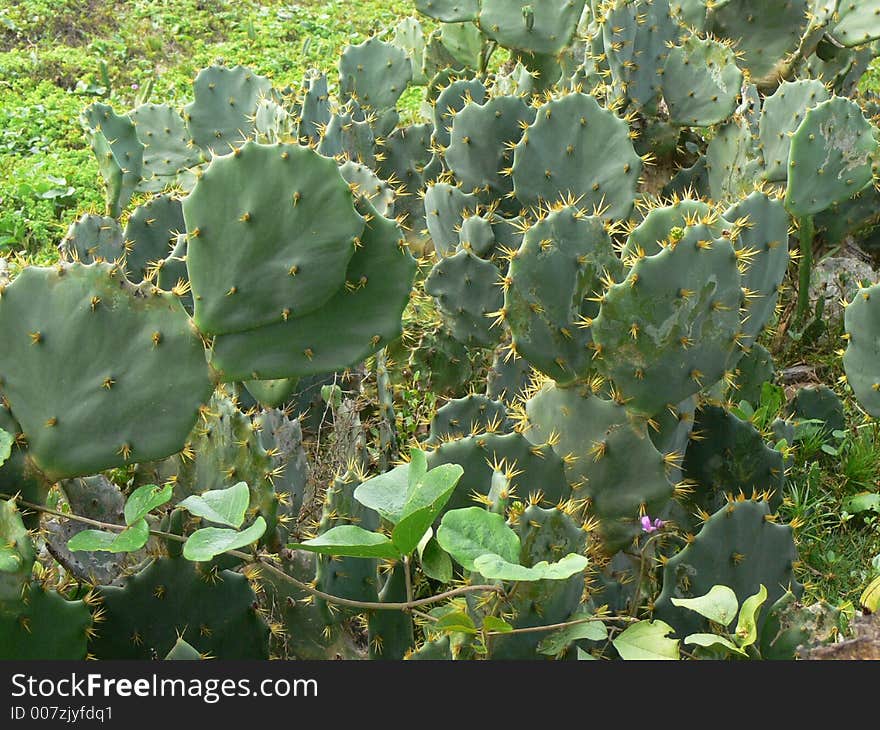 Cactus leaves