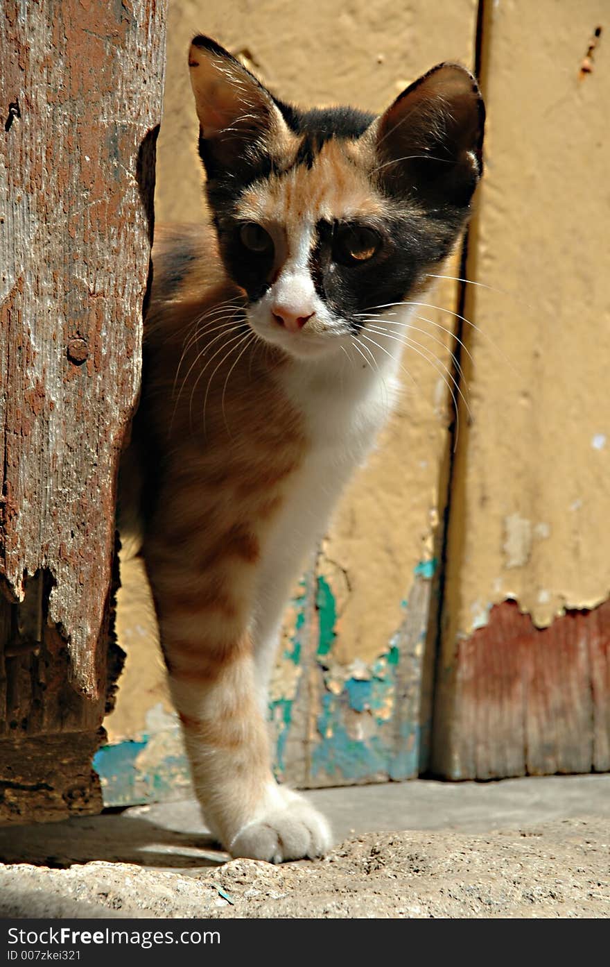 Cat and wooden door