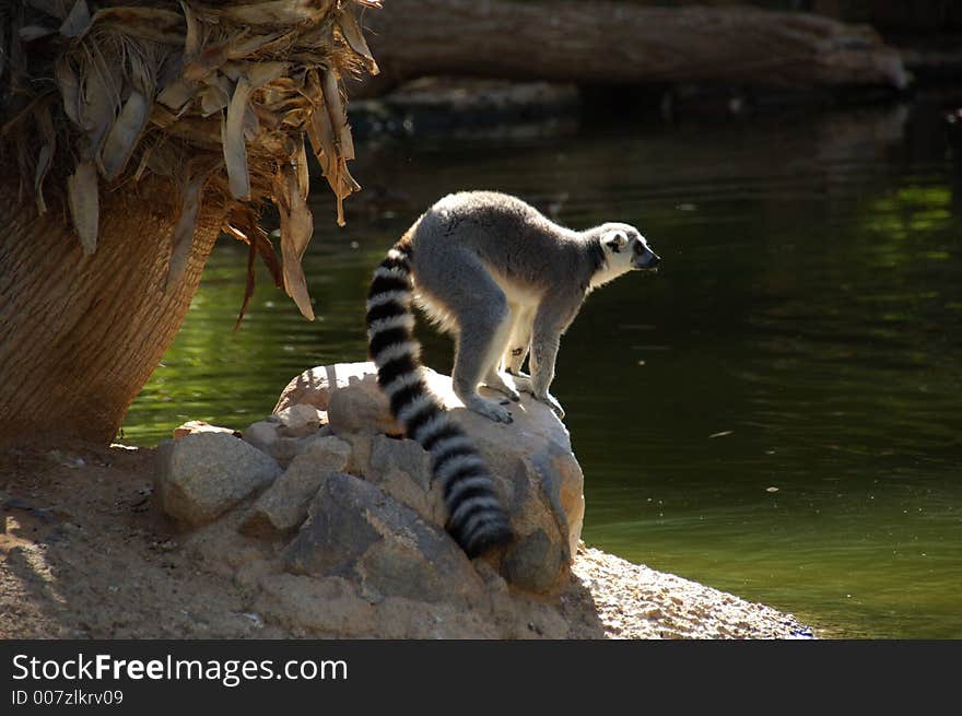 Ringtail Lemur