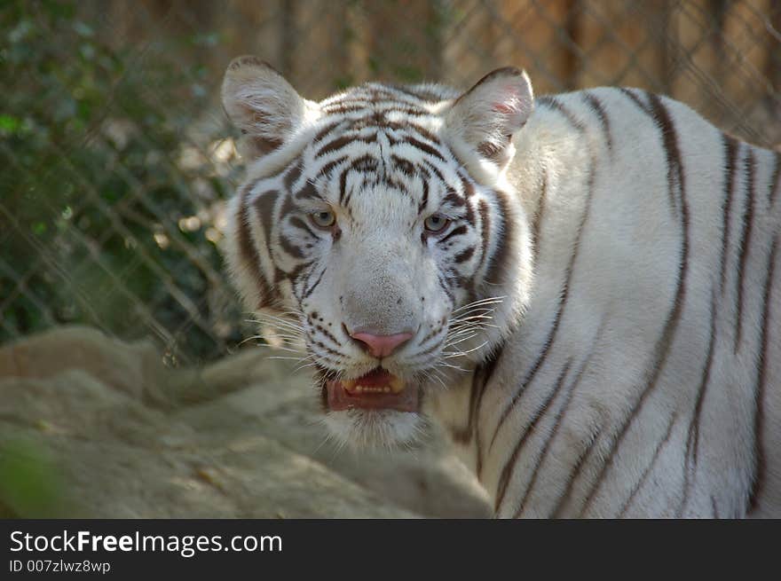 White Tiger taking a nap. White Tiger taking a nap