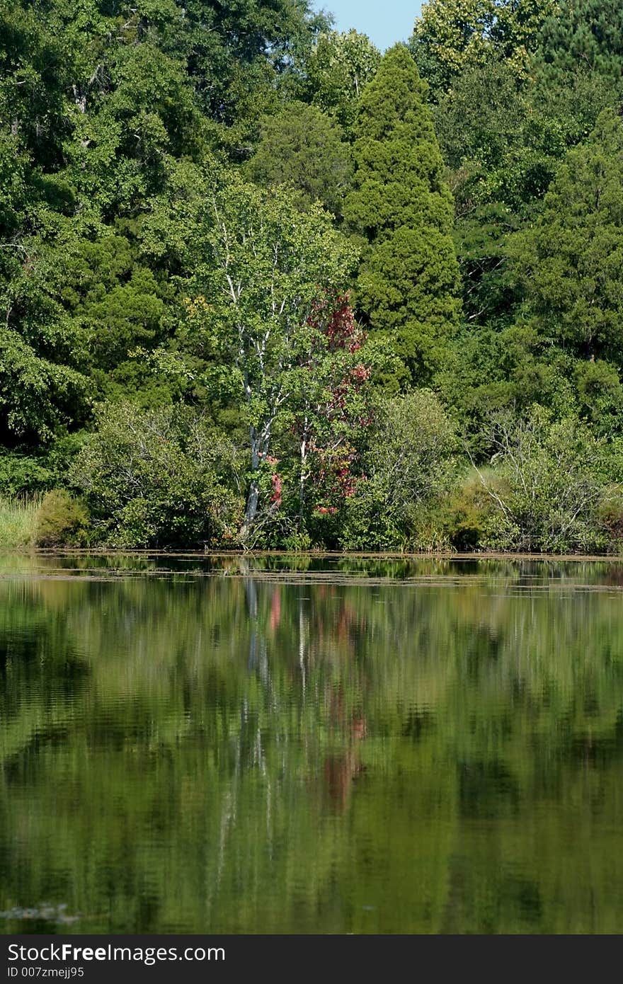 Lakeside greenery and trees mirrored in lake. Lakeside greenery and trees mirrored in lake