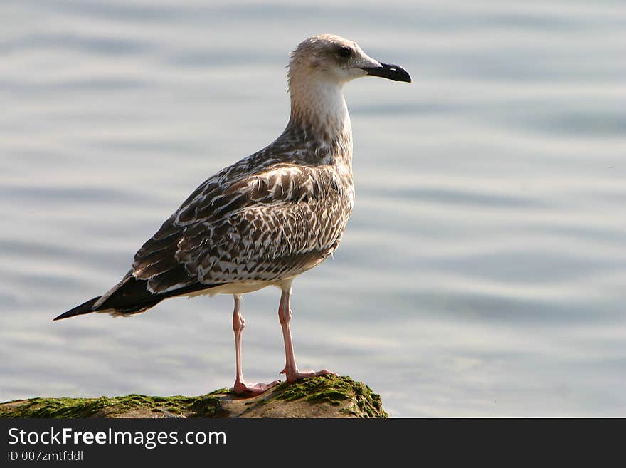 Sea Gull Close-up