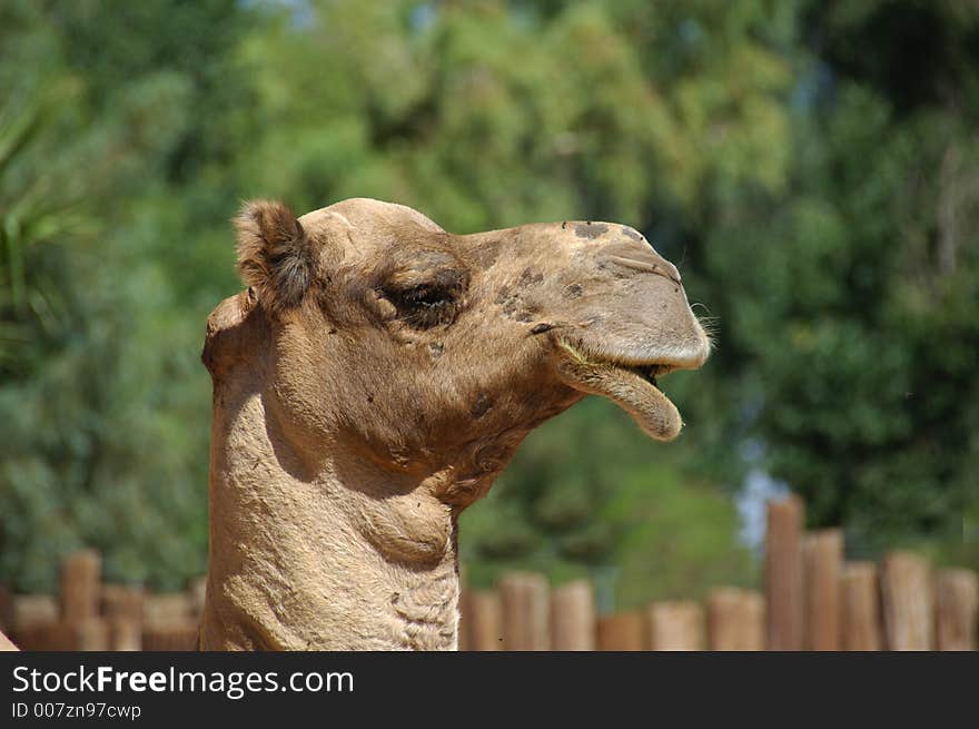 Mr. Camel Head