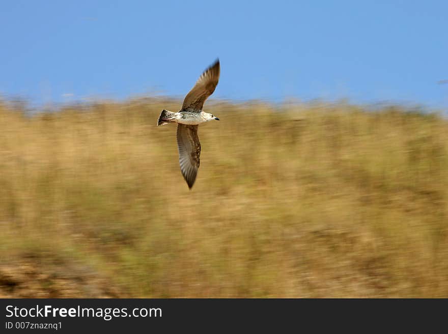 Sea gull spped flying near shore, motion blur. Sea gull spped flying near shore, motion blur