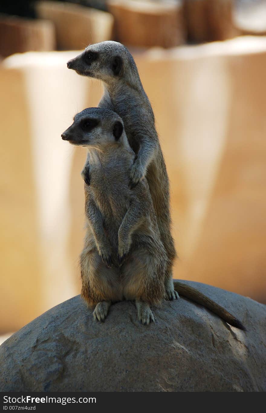 Two Meerkats on a Rock. Two Meerkats on a Rock