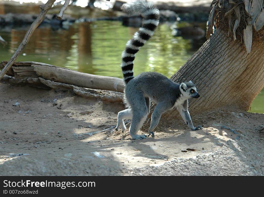 Ringtail Lemur