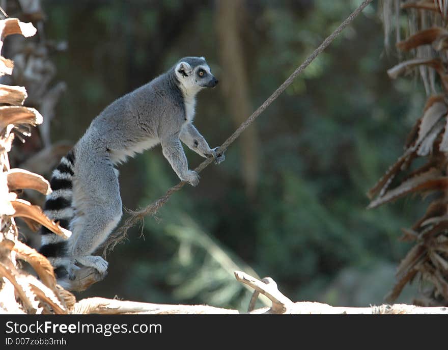 Ringtail Lemur