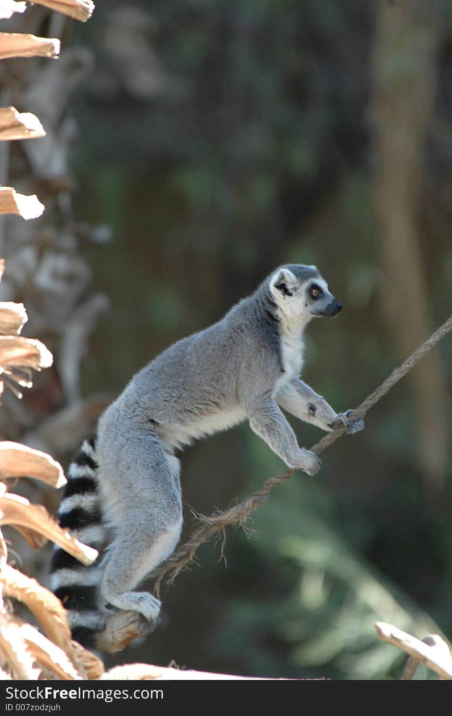 Ringtail Lemur