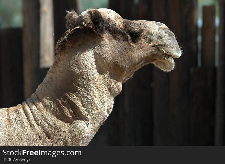 Mr. Camel Head