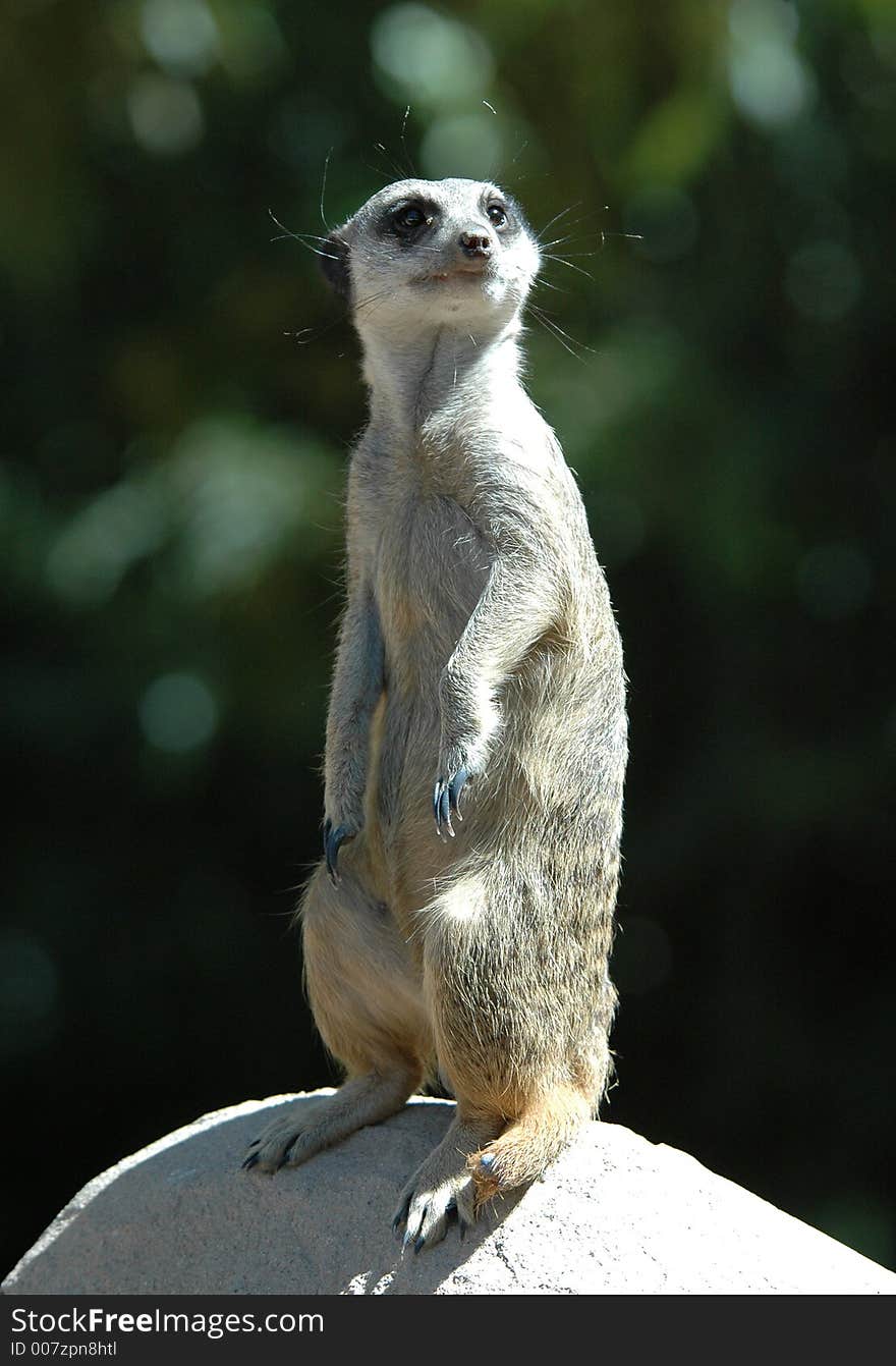 A Meerkat on a Rock. A Meerkat on a Rock