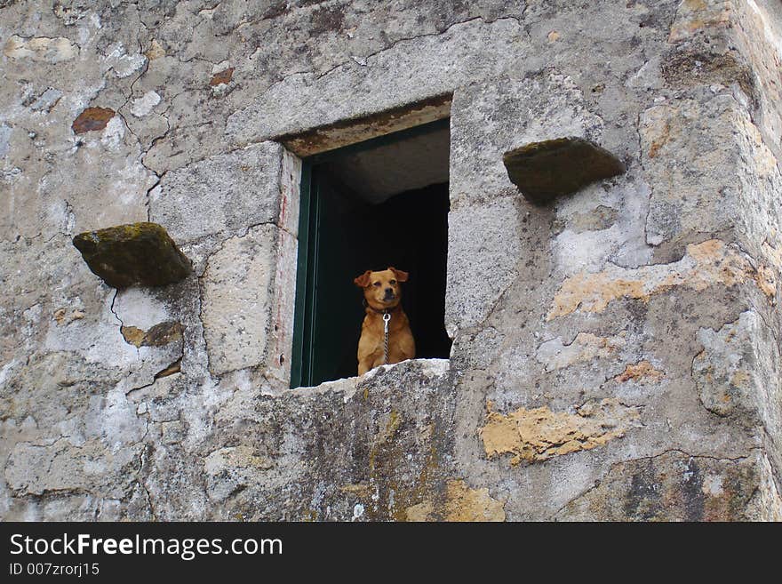 A little dog observing from a window. A little dog observing from a window.