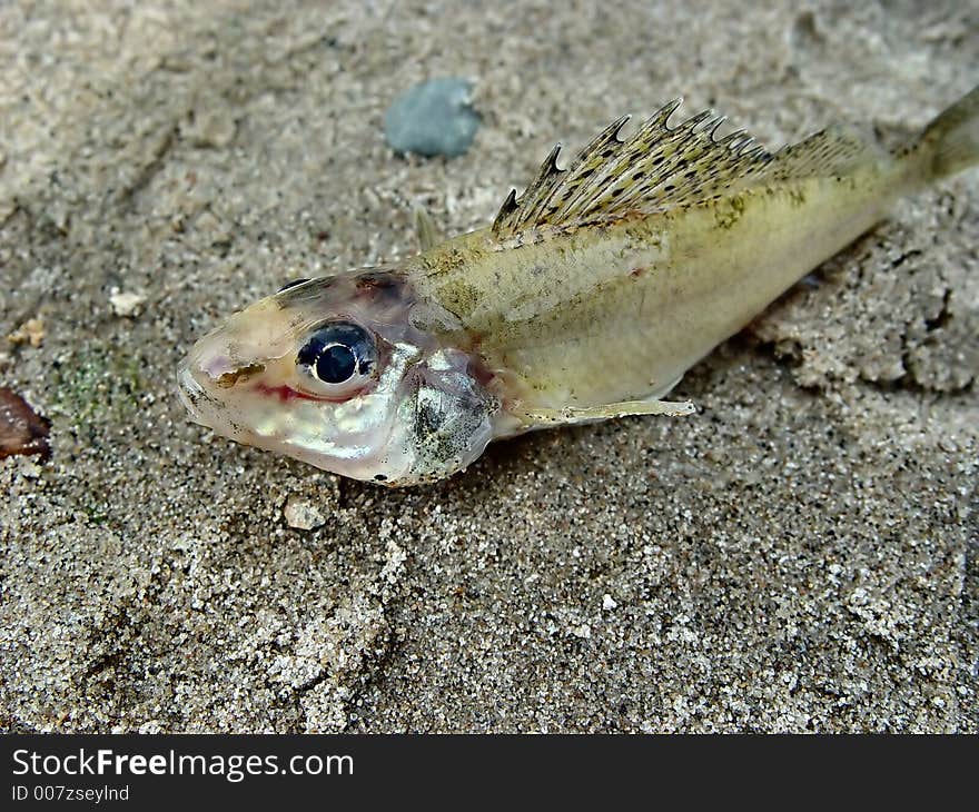 Fish On Sand