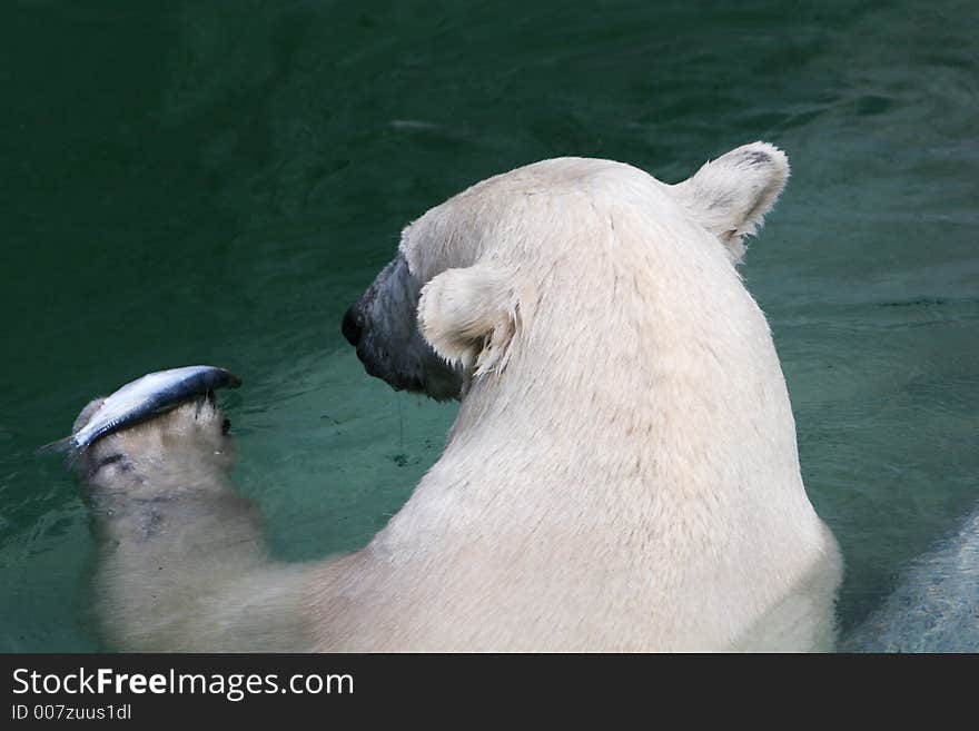 Big white polarbear in water, eating fish. Big white polarbear in water, eating fish