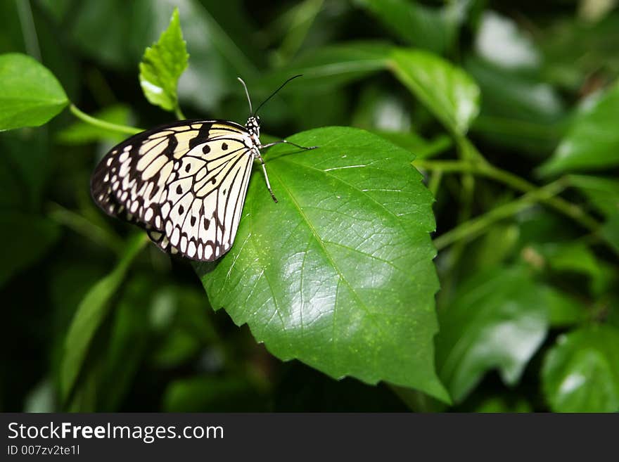 Pretty butterfly sitting on a leaf