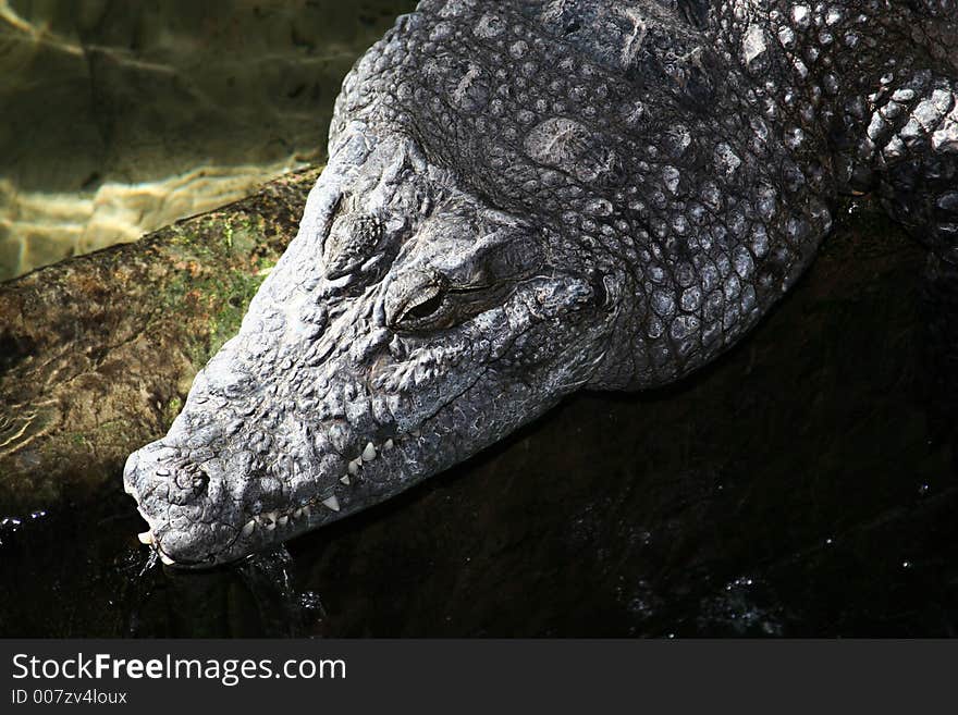 Crocodile resting on ariverbank after feeding