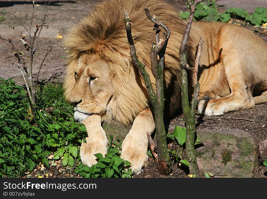 Lion lying and relaxing in the sun, looking very bored. Lion lying and relaxing in the sun, looking very bored