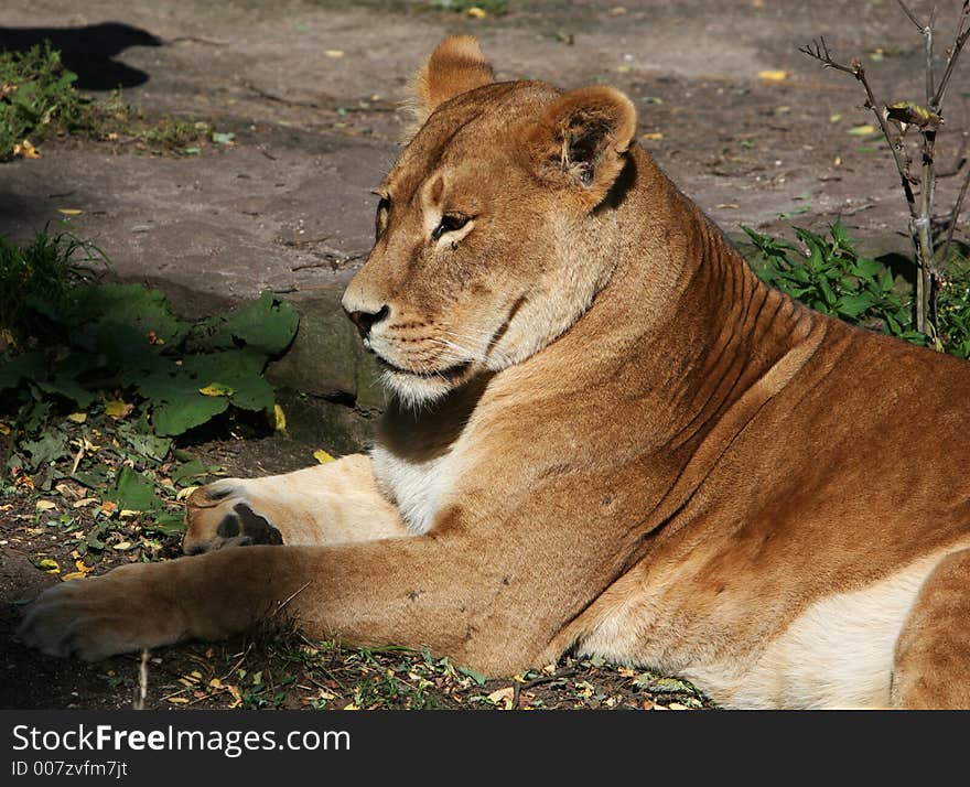 Lionesse lying and relaxing in the sun