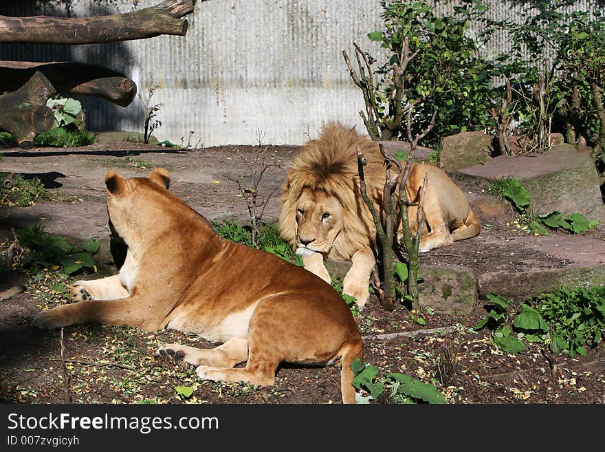 Lions lying and relaxing in the sun