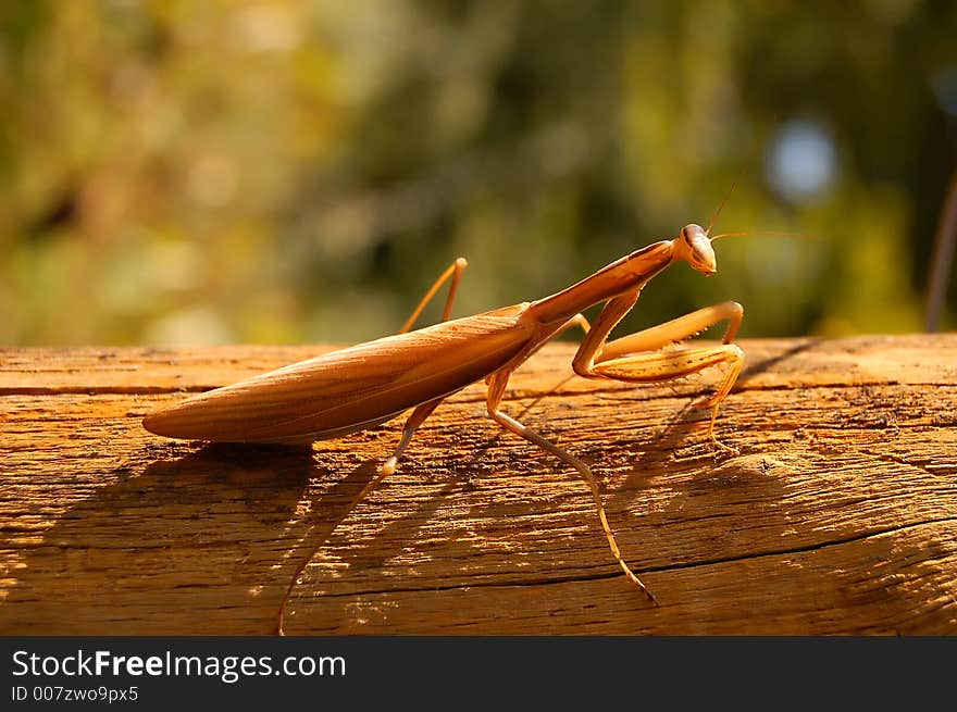 Praying mantis