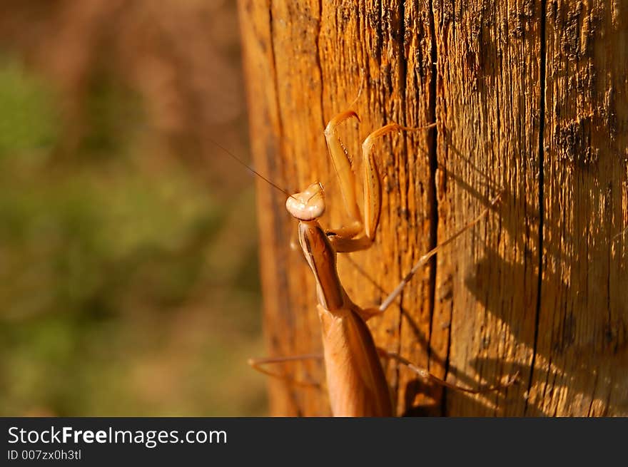 Praying mantis