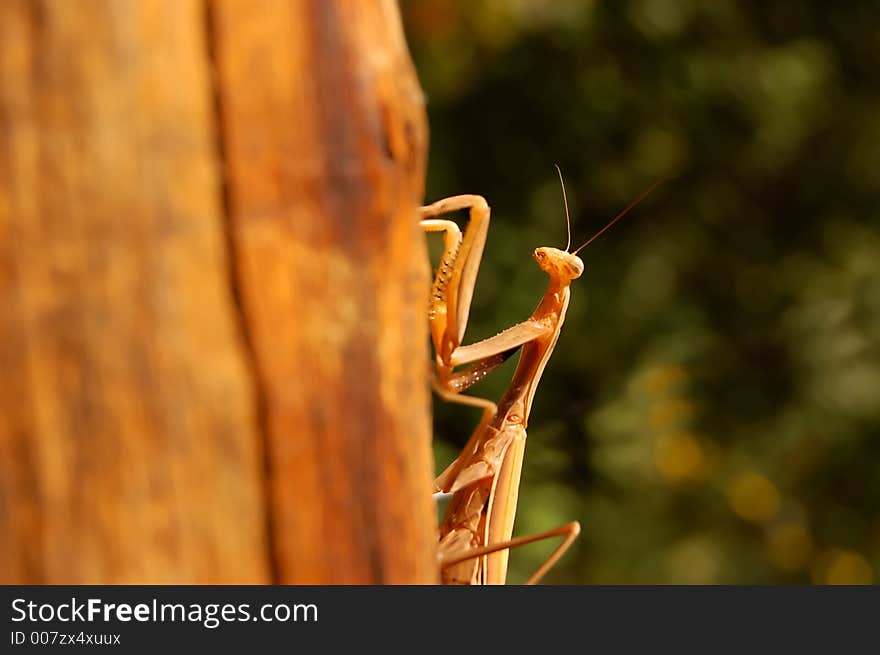 Praying mantis