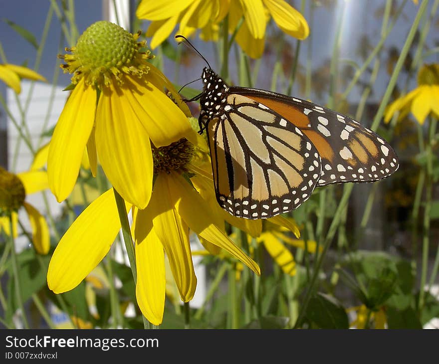 Monarch on flower