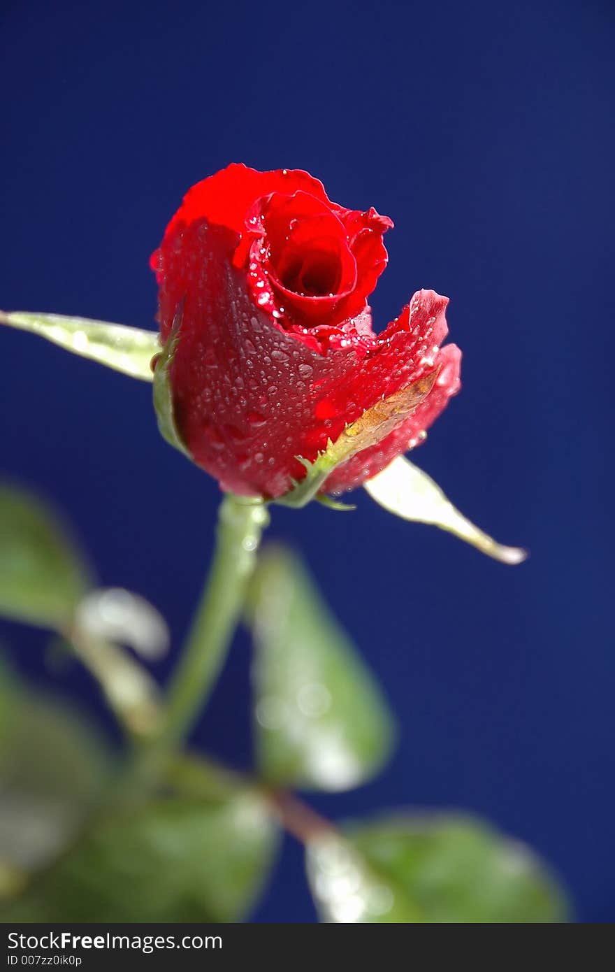 Red rose on the blue background