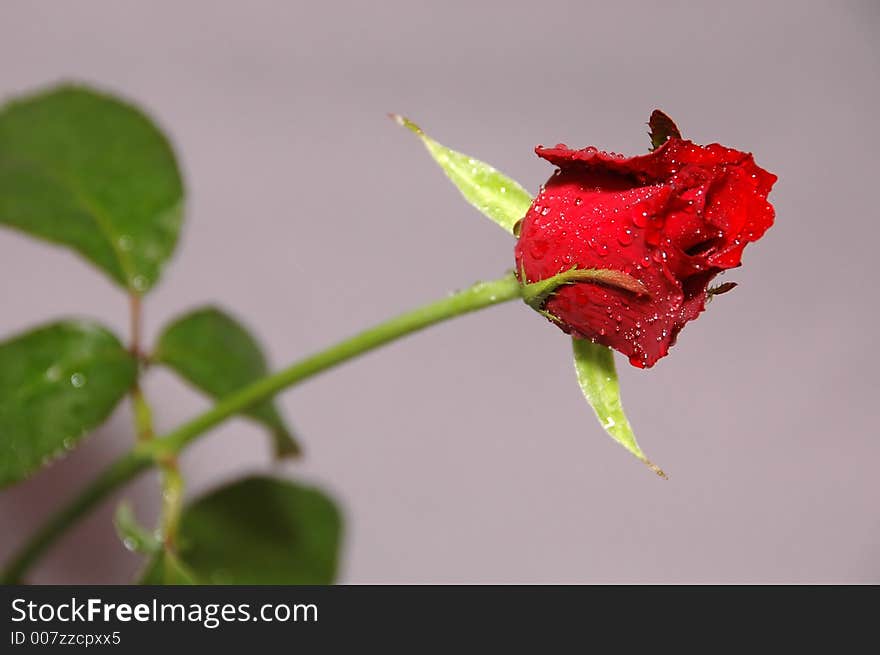 Red rose on the grey background