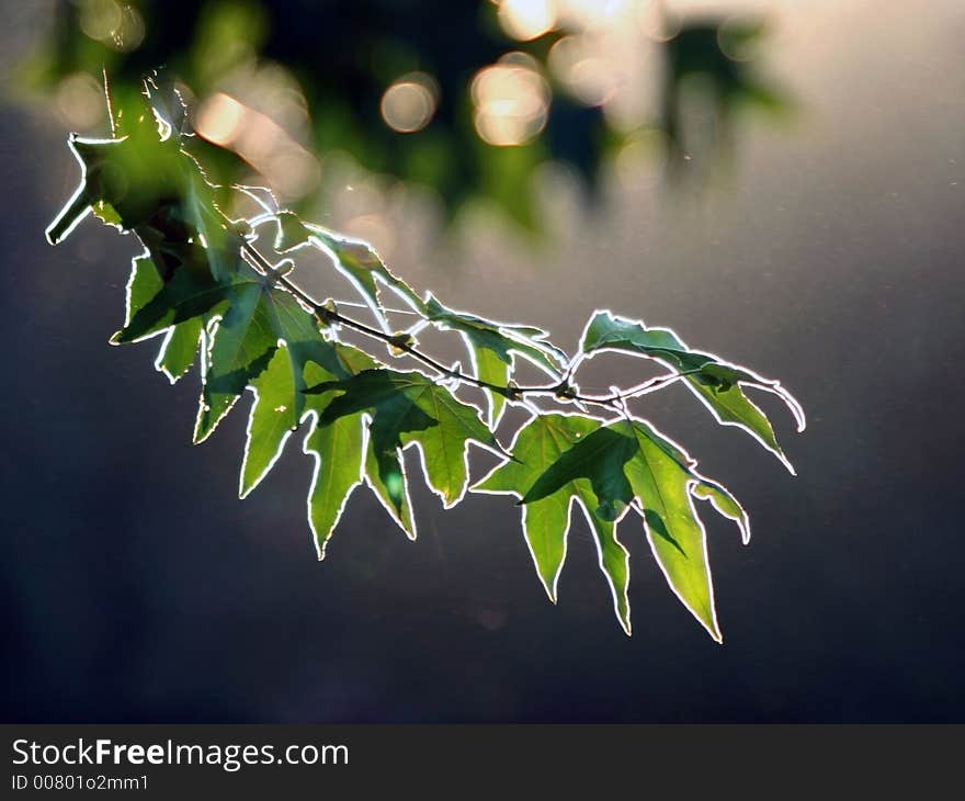 Sunset in a forest -unusual lighting. Sunset in a forest -unusual lighting