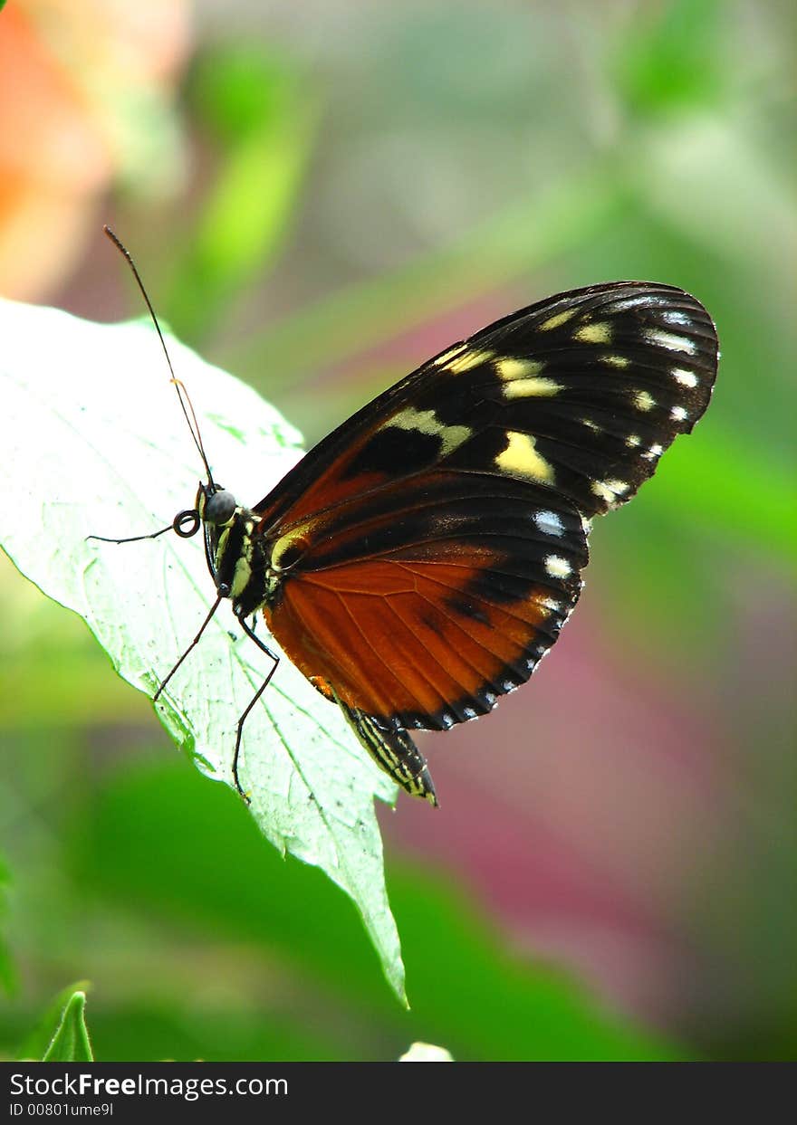 Side View Of A Brown Clipper Butterfly