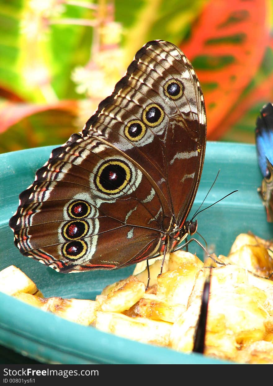 Close Up Of Common Blue Morpho Butterfly