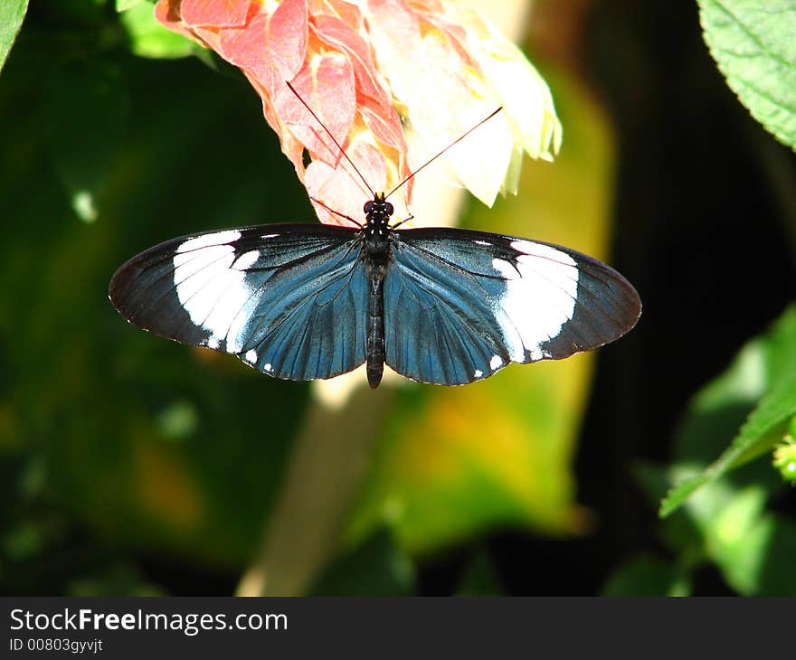 Black/White Helicon Butterfly resting on a flower