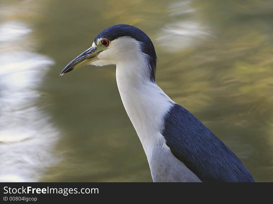 Beautiful Heron