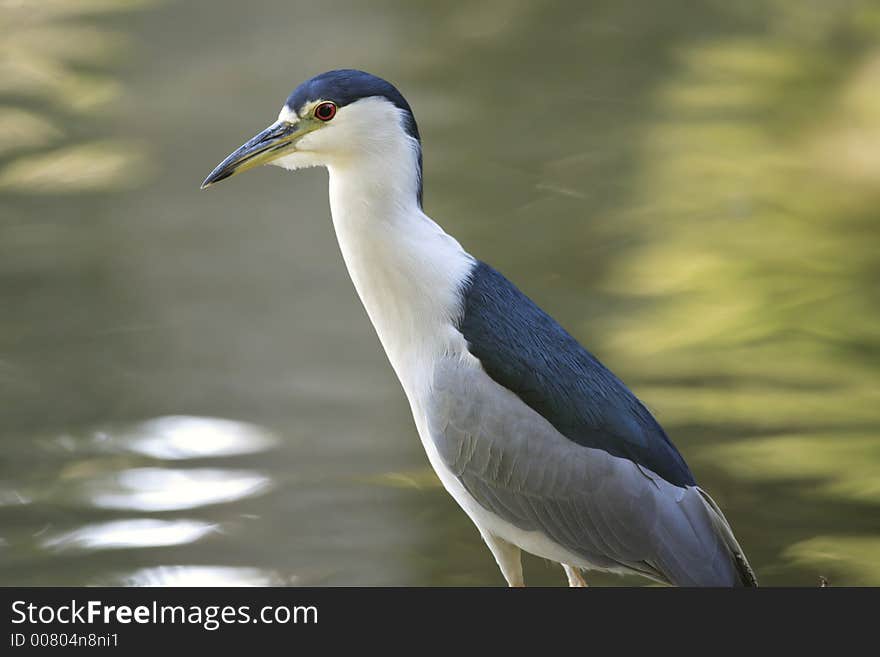 Beautiful Heron