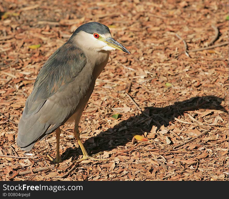 Heron Portrait