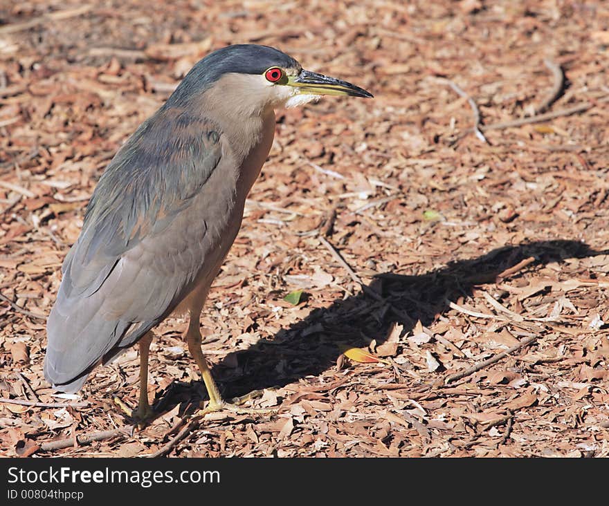 Heron Portrait