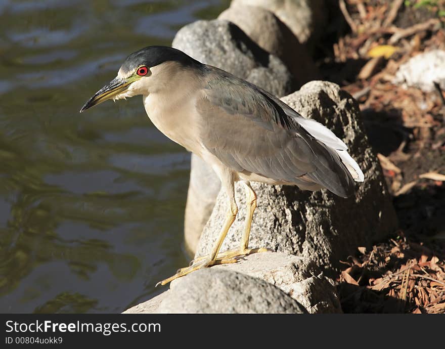 Beautiful Heron