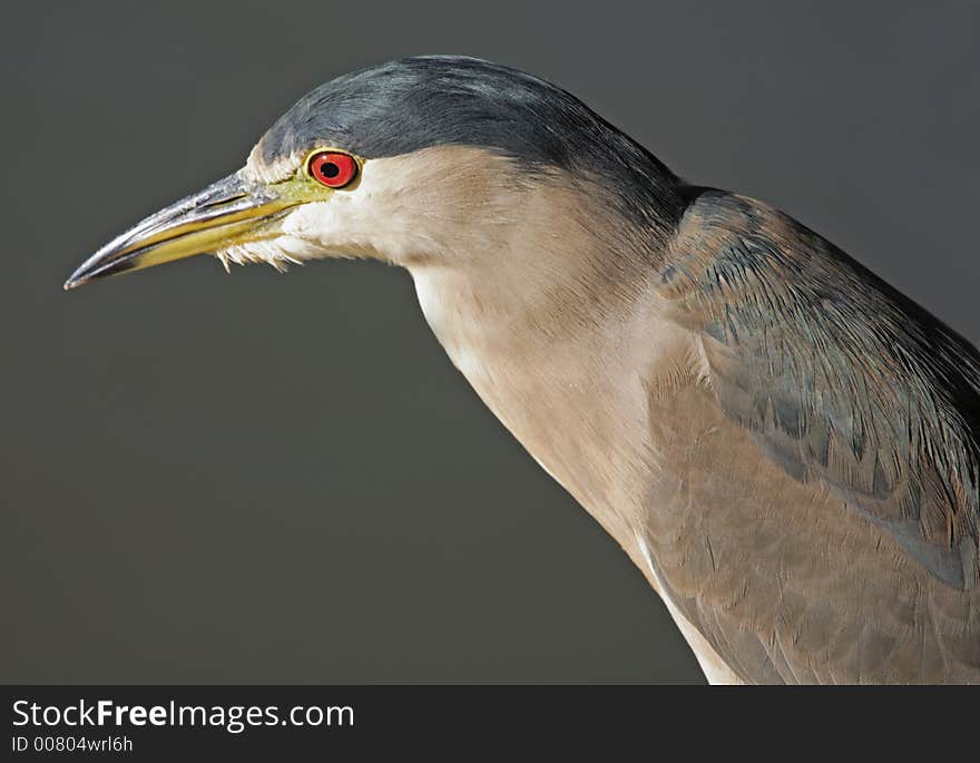 Beautiful Heron