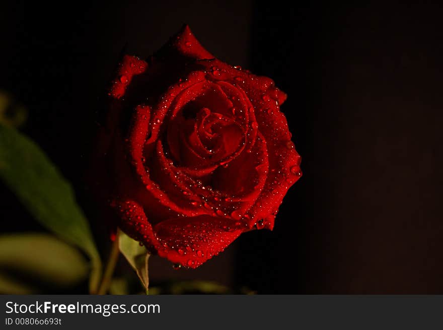 Red rose on black background