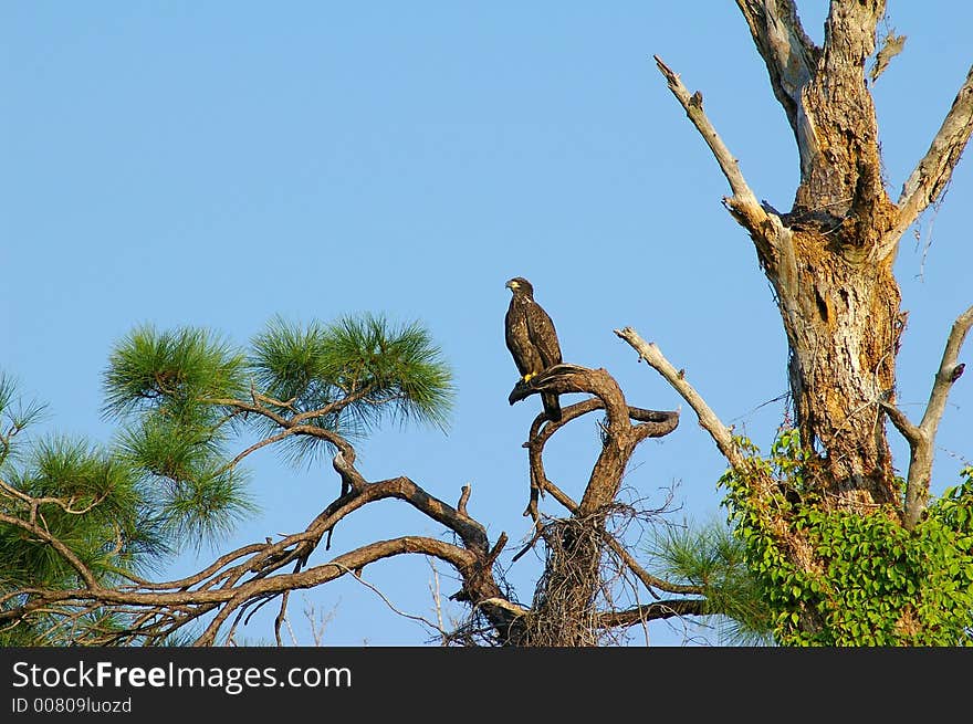 Immature Bald Eagle against the skyline. Photographed at Boca Ceiga Millinum Park, St. Petersburg Florida. Immature Bald Eagle against the skyline. Photographed at Boca Ceiga Millinum Park, St. Petersburg Florida