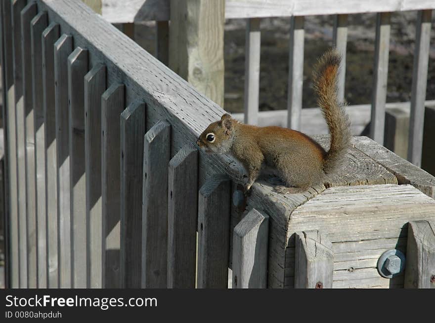 The chipmunk of the United States and Canada - Eastern Chipmunk