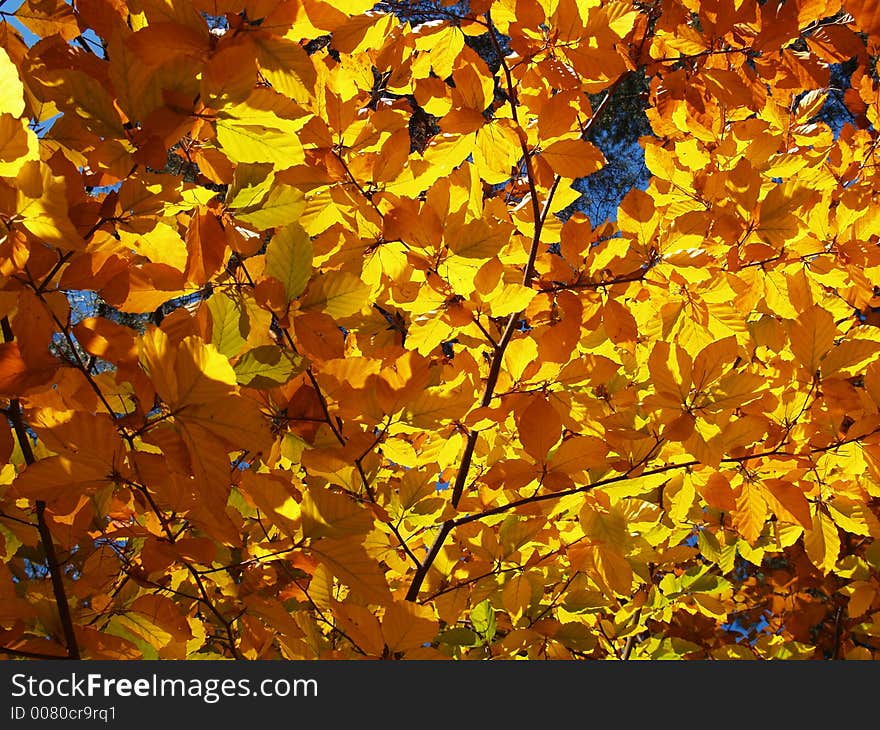 Branch full of color leafs. Branch full of color leafs